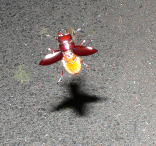 Flying beetle with pincers and glowing yellow tail end