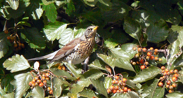 Fieldfare with berries