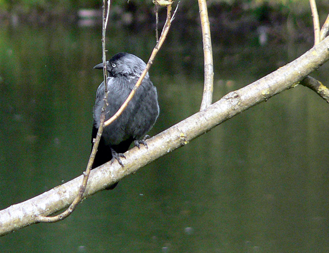 Jackdaw perched at Vigeland Park