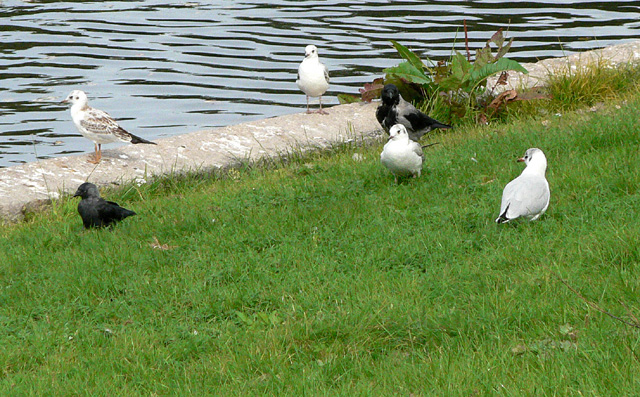 Jackdaw, Hooded Crow and Black-headed Gulls