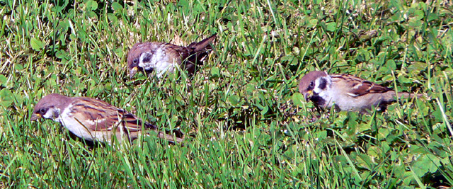 Three Eurasian Tree Sparrows in the grass, Oslo Botanical Gardens