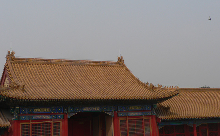 Common Swift flying over Chinese Building