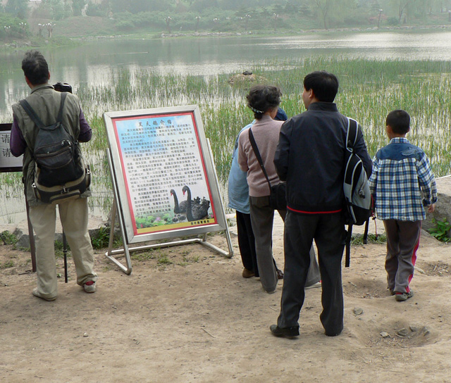 Black swan sign in chinese