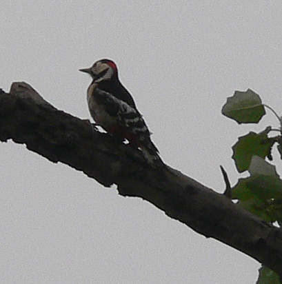 Great Spotted Woodpecker, perched