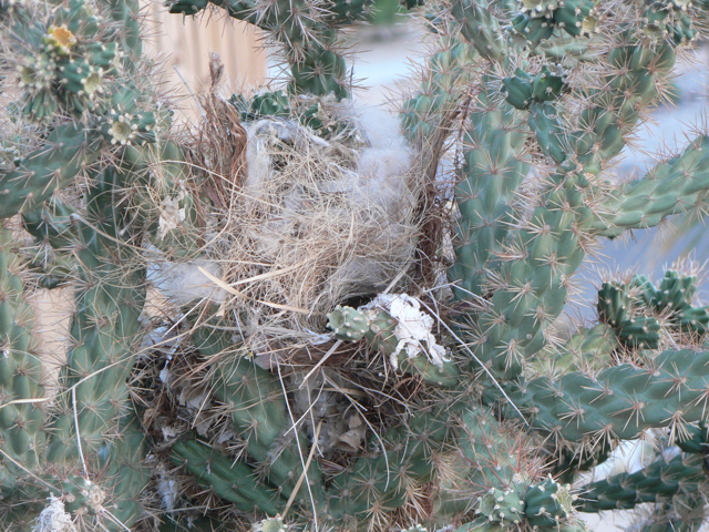 Cottony nest in Ocotillo cactus