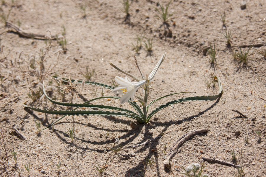 White lily blooming in desert