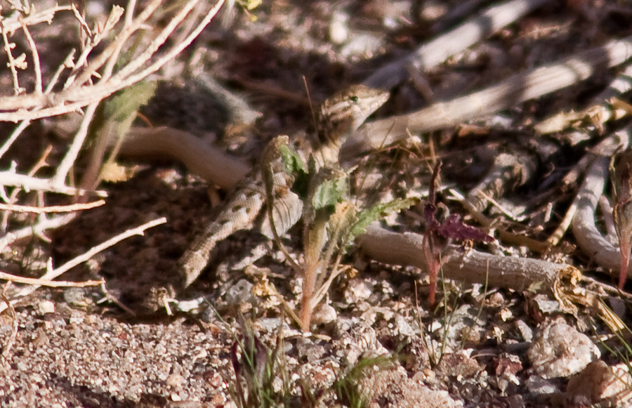 lizard in desert