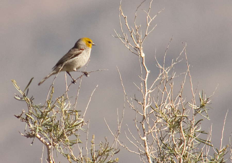 Verdin