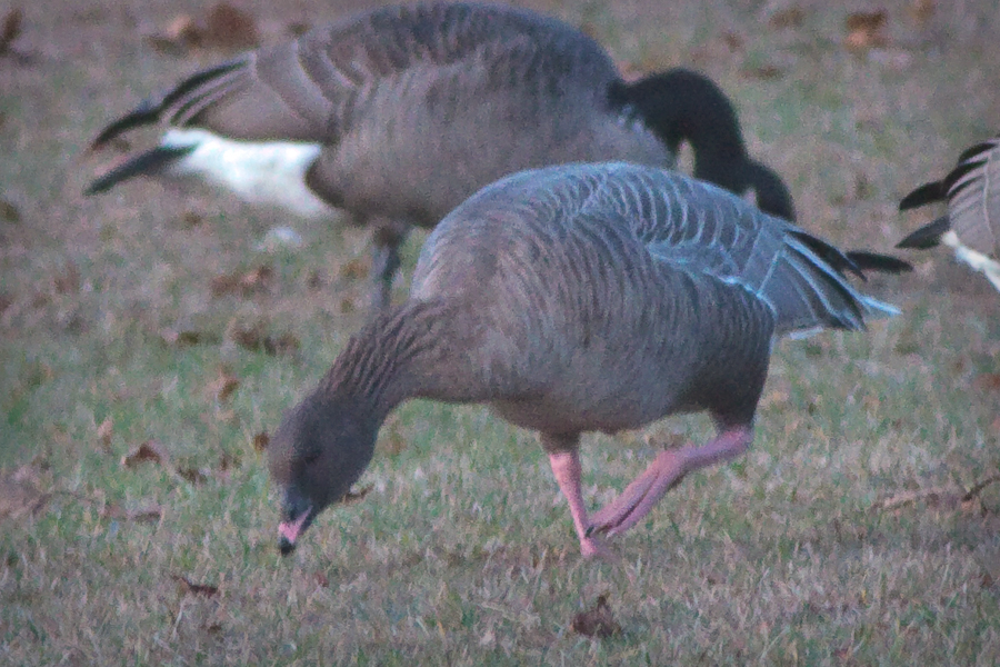 Pink-footed Goose grazing