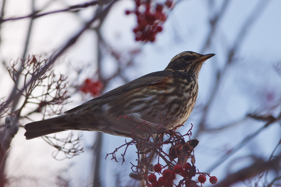 Redwing in bare tree with red berries