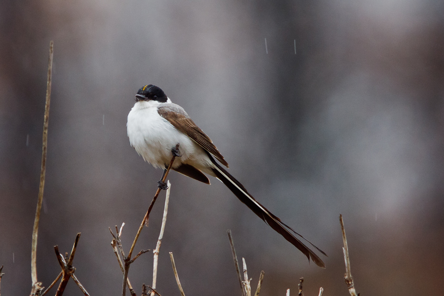 Fork-tailed Flycatcher perched