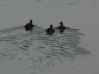 Mallards in the Seventeenth Street Canal, Metairie, LA