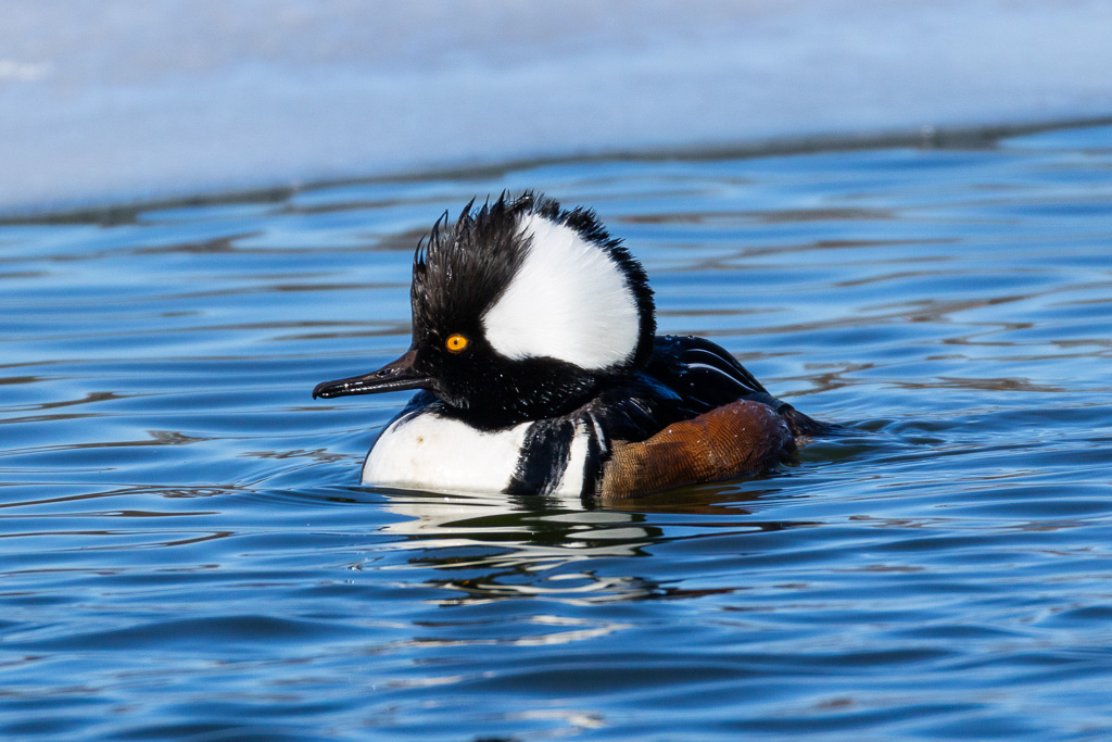 male Hooded Merganser