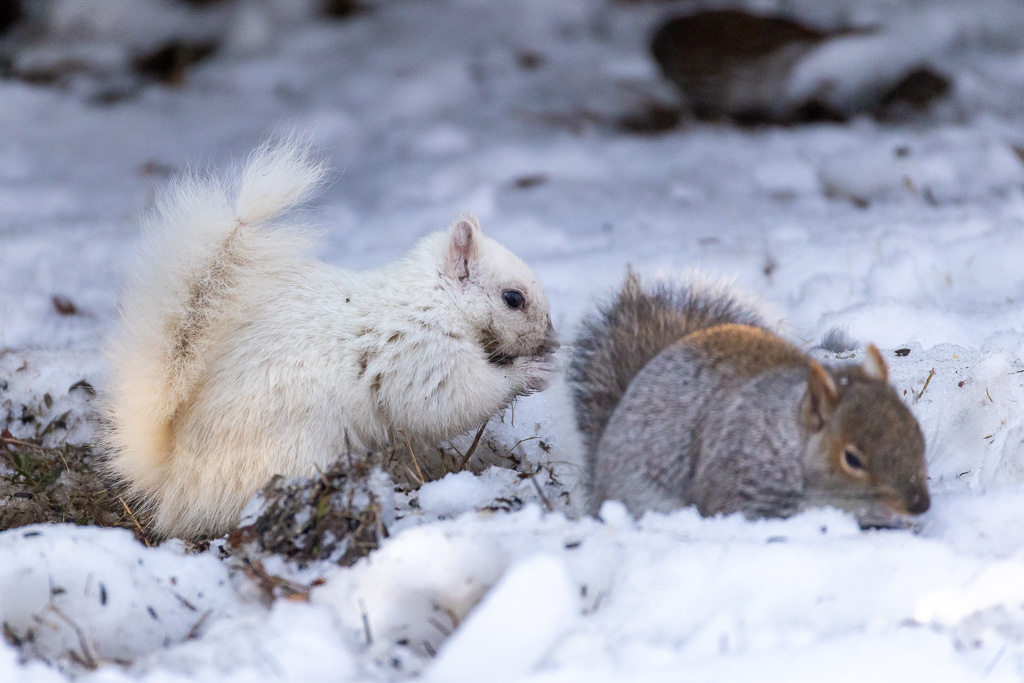 White squirrel eating nut in snow